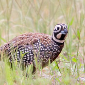 Montezuma Quail